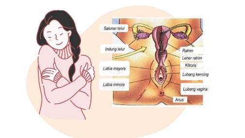 Organ Perempuan